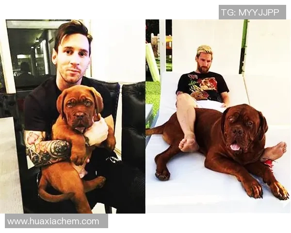 足球明星喜欢养什么狗